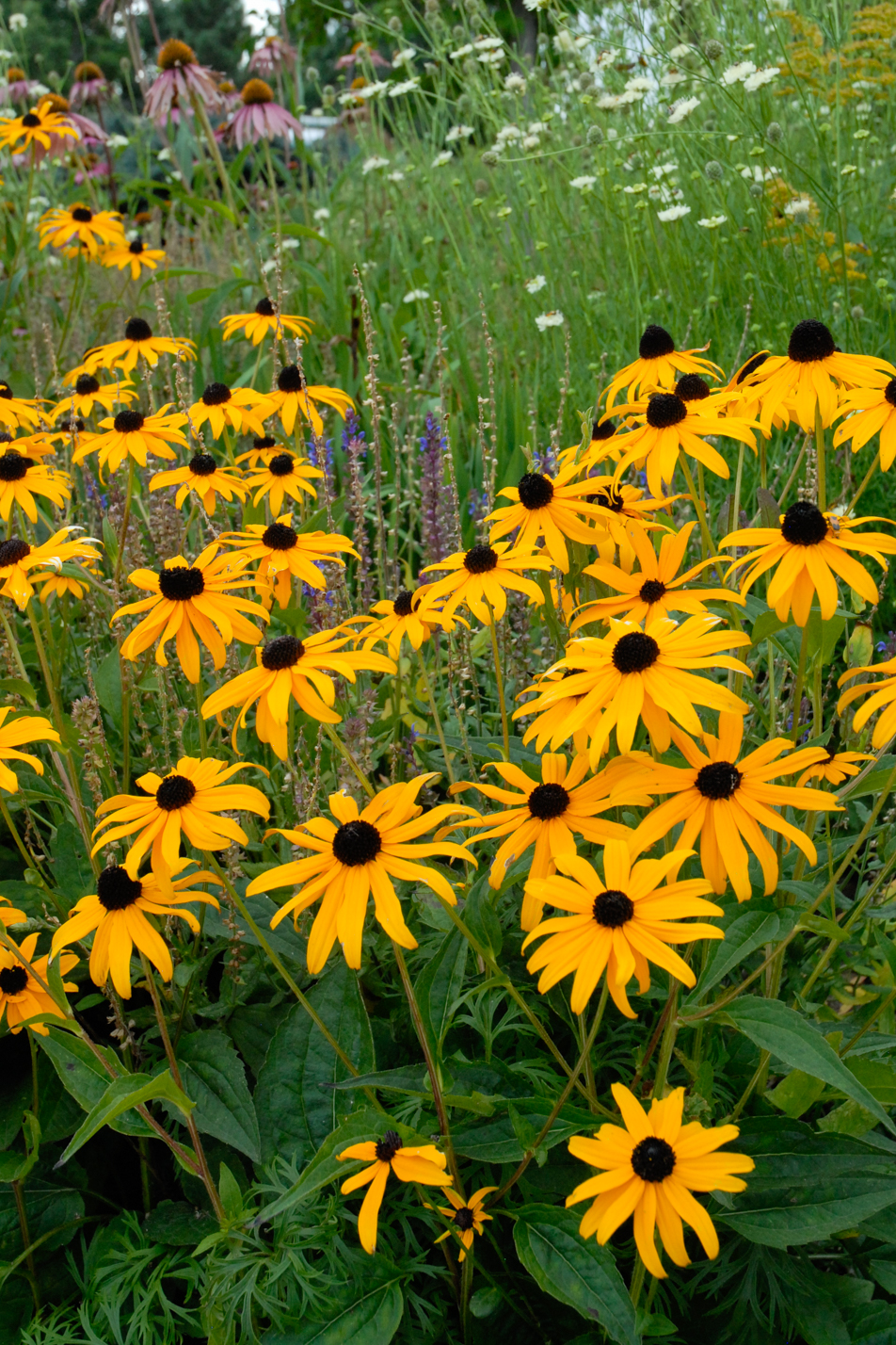Goldsturm Black-eyed Susan